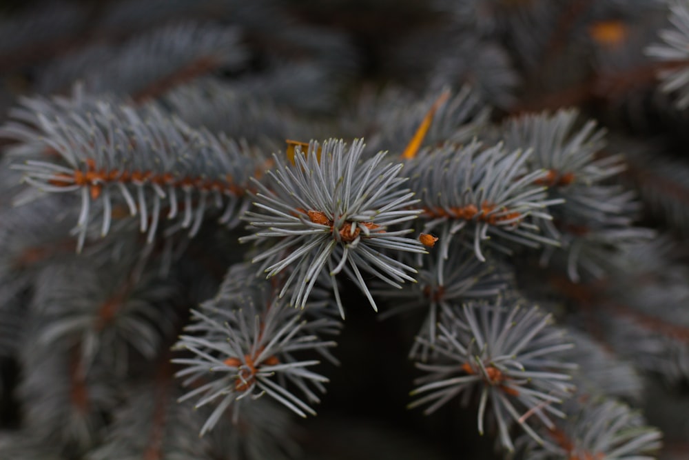 a close up of a pine tree branch