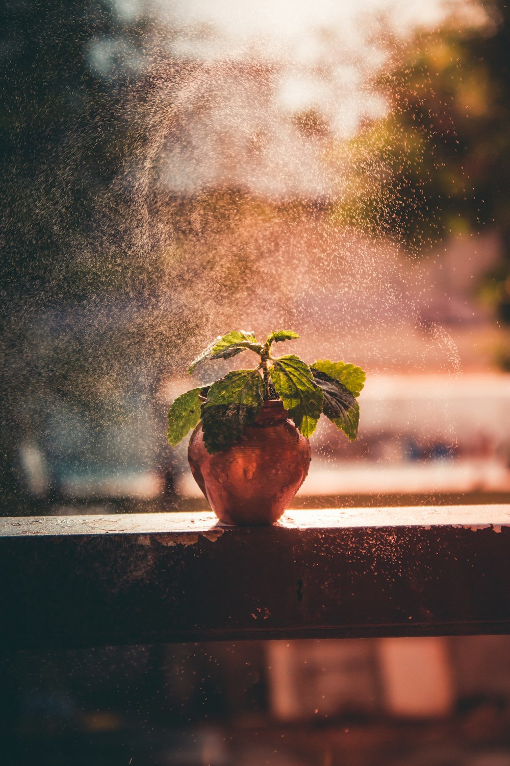 a potted plant sitting on top of a window sill