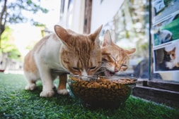 a couple of cats eating out of a bowl