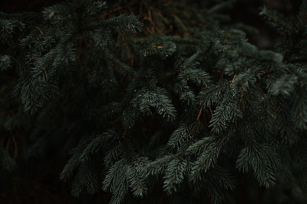 a close up of a pine tree branch