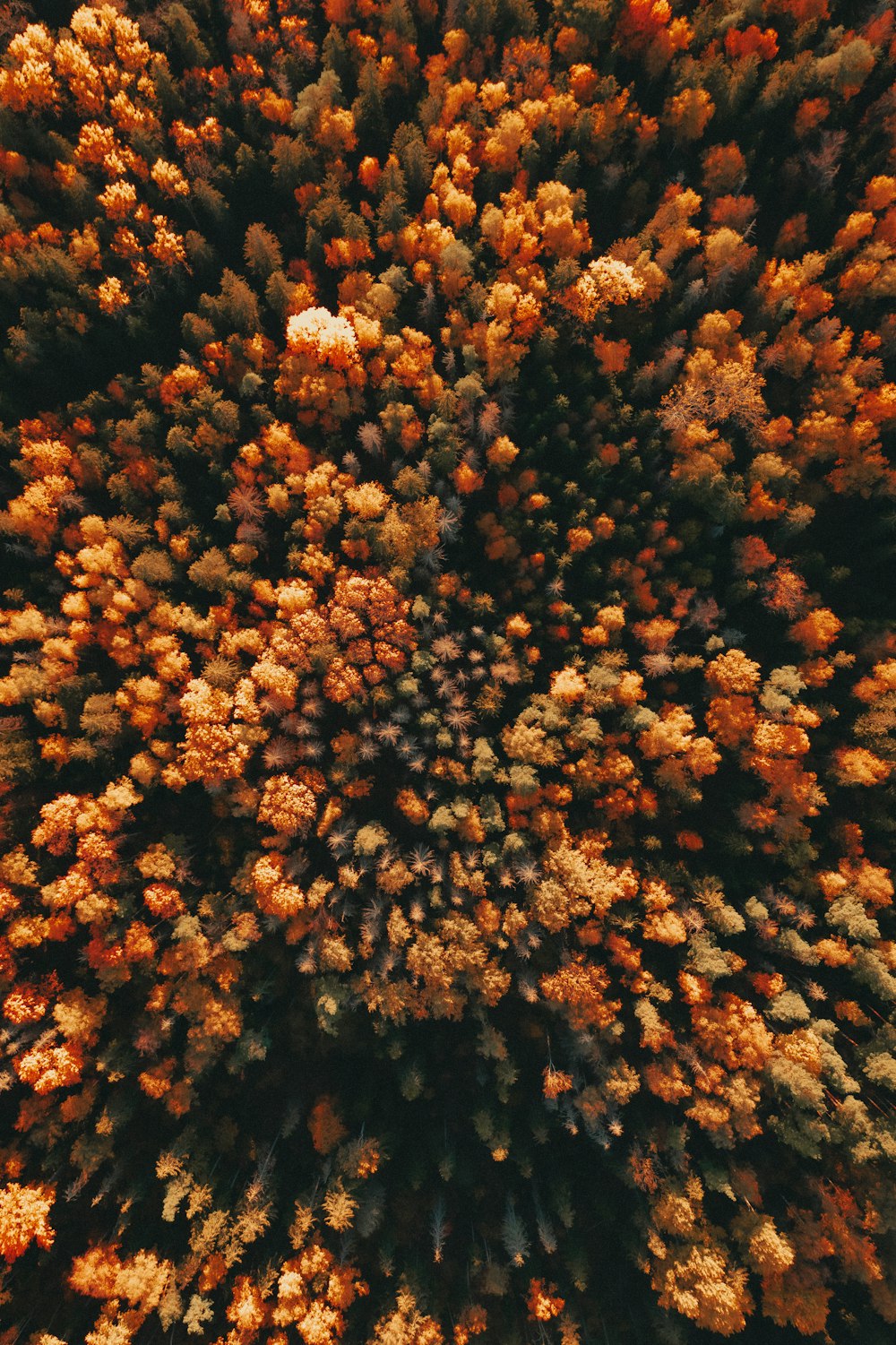 an overhead view of a bunch of orange flowers