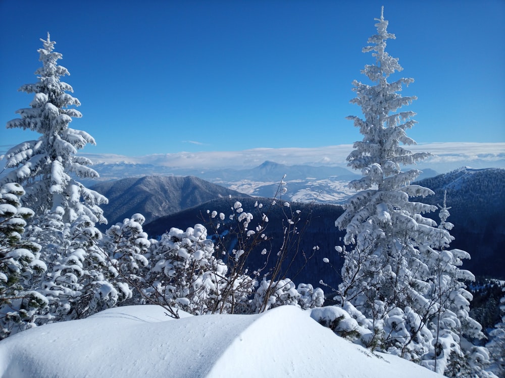 Una vista de una montaña nevada con árboles en primer plano