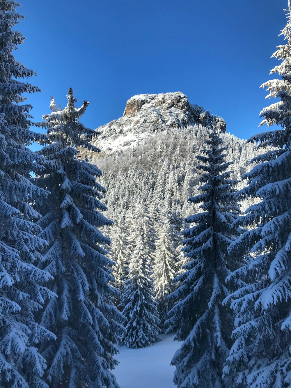 a snow covered mountain surrounded by pine trees