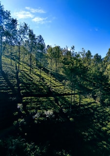 A serene view of our lush green tea fields under the sun.