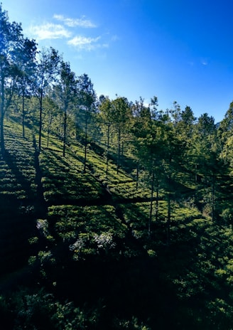 A serene hillside view of Kerala’s tea gardens under a cloudy sky.