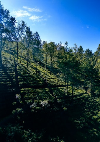A serene Himalayan hillside with fresh moringa leaves bathed in soft morning light.
