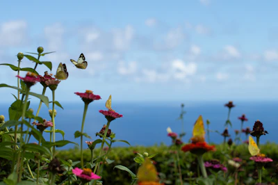 Colorful butterflies fluttering above an array of bright garden flowers.