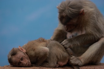 A pair of monkeys are engaged in grooming behavior. One monkey is lying down on its side while the other is carefully picking through its fur. The scene takes place against a light blue background.