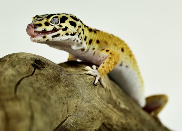 a leopard gecko sitting on top of a tree branch