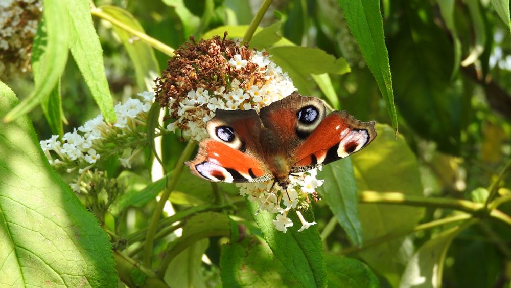 Gros plan d’un papillon sur une fleur