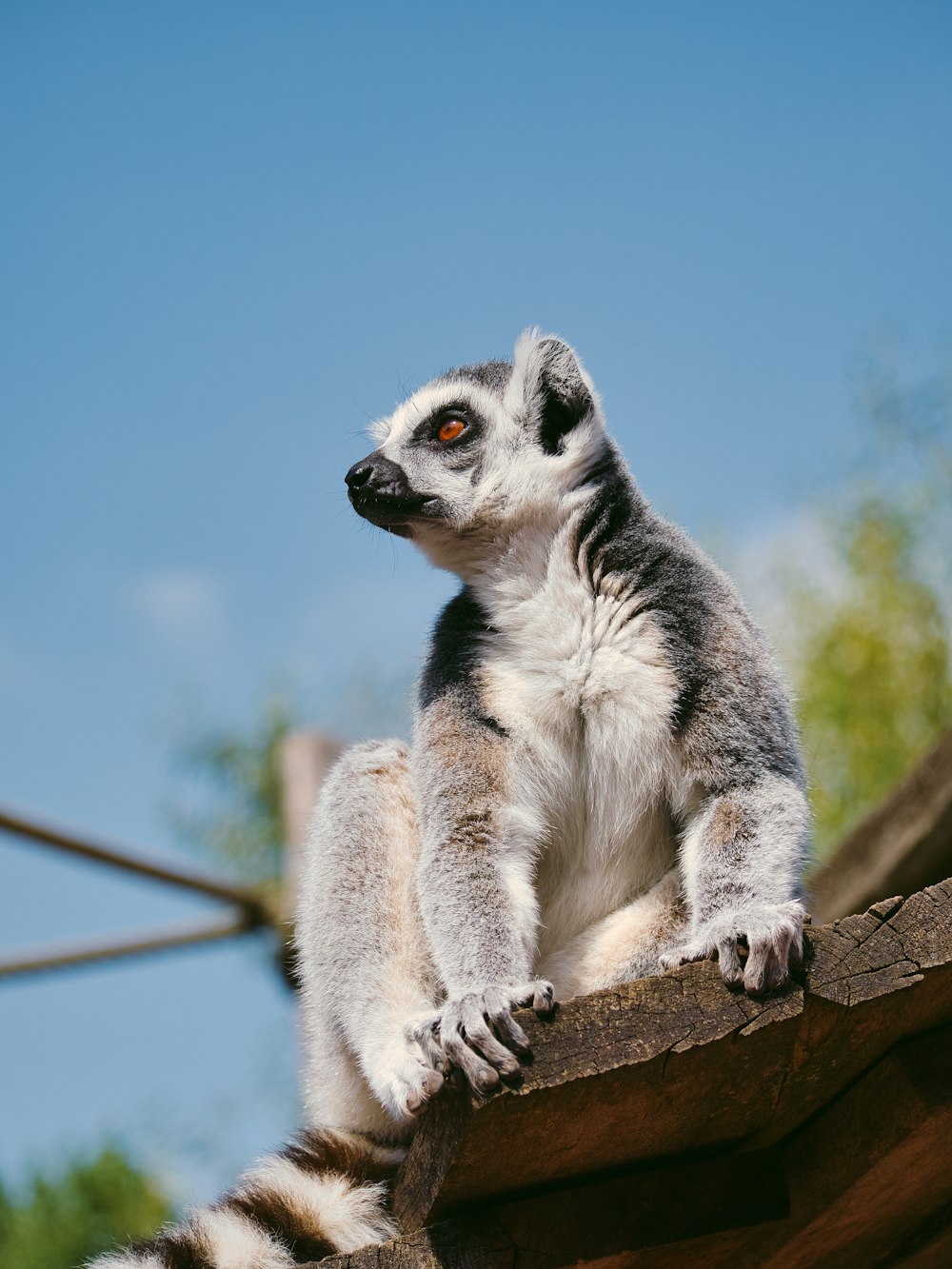 a small animal sitting on top of a wooden structure