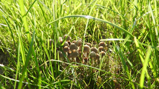Clusters of fresh mushrooms growing in a shaded farm environment.