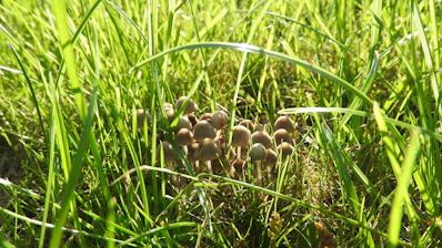 Clusters of fresh mushrooms growing in a shaded farm environment.