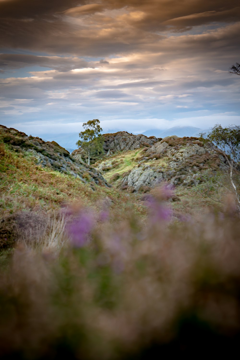 a couple of sheep standing on top of a lush green hillside