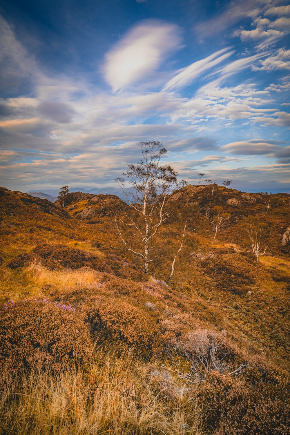 a lone tree on a grassy hill under a cloudy sky