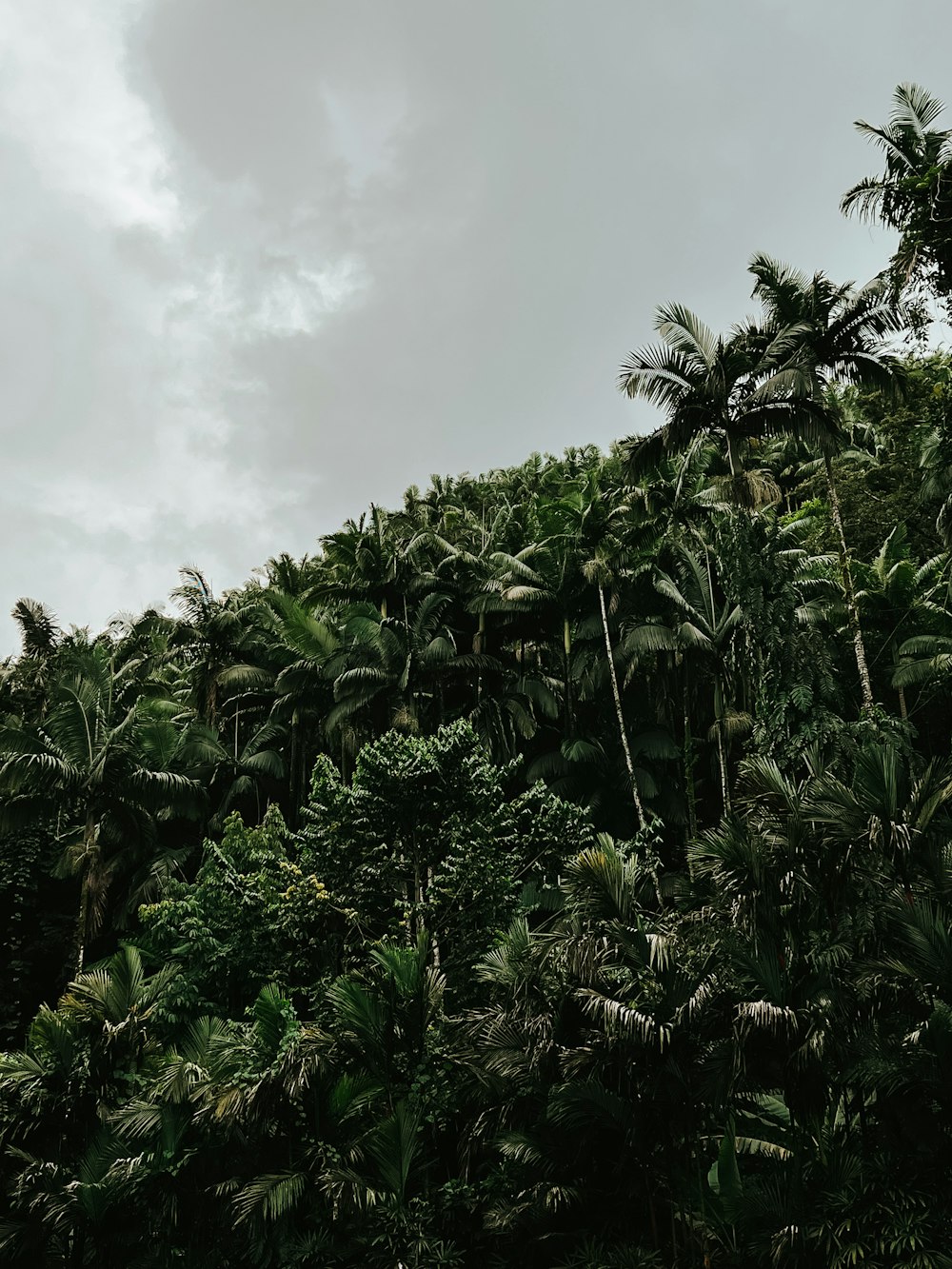 a lush green forest filled with lots of trees