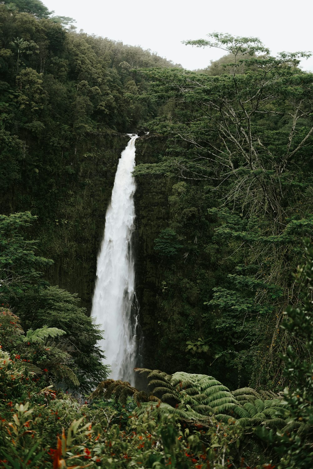 a large waterfall in the middle of a forest