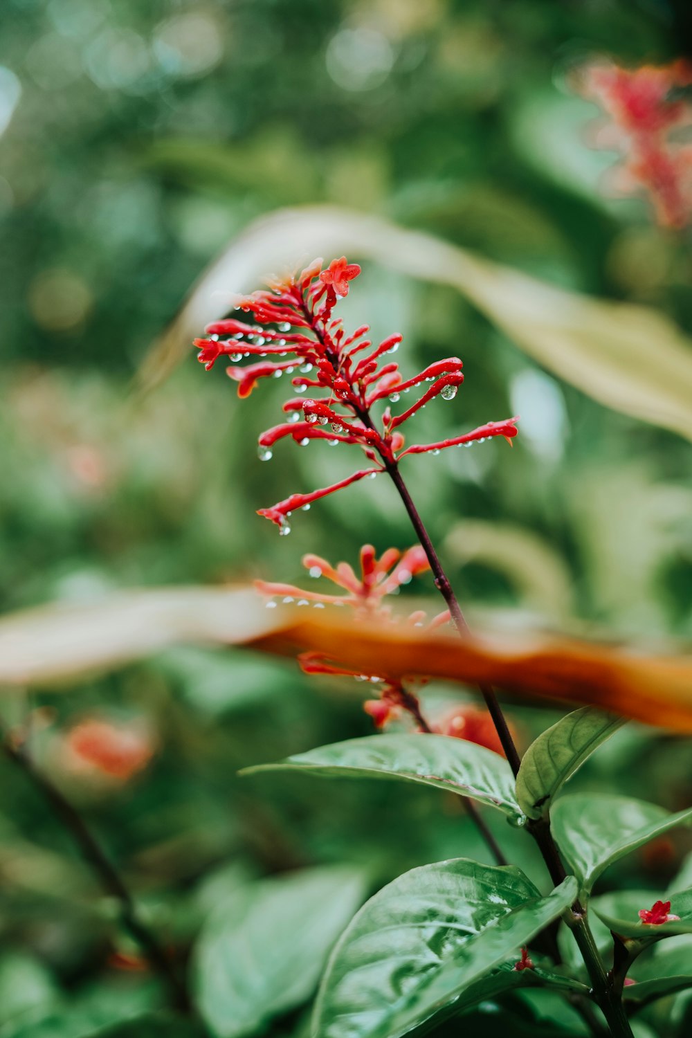 a red flower with green leaves in the background