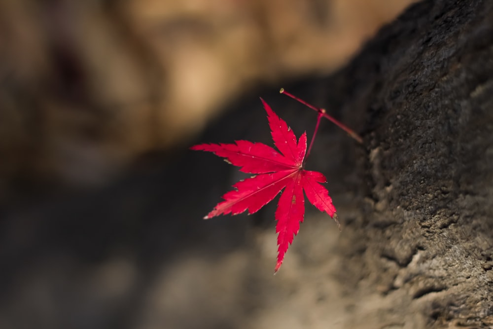 a red leaf on a rock with a blurry background