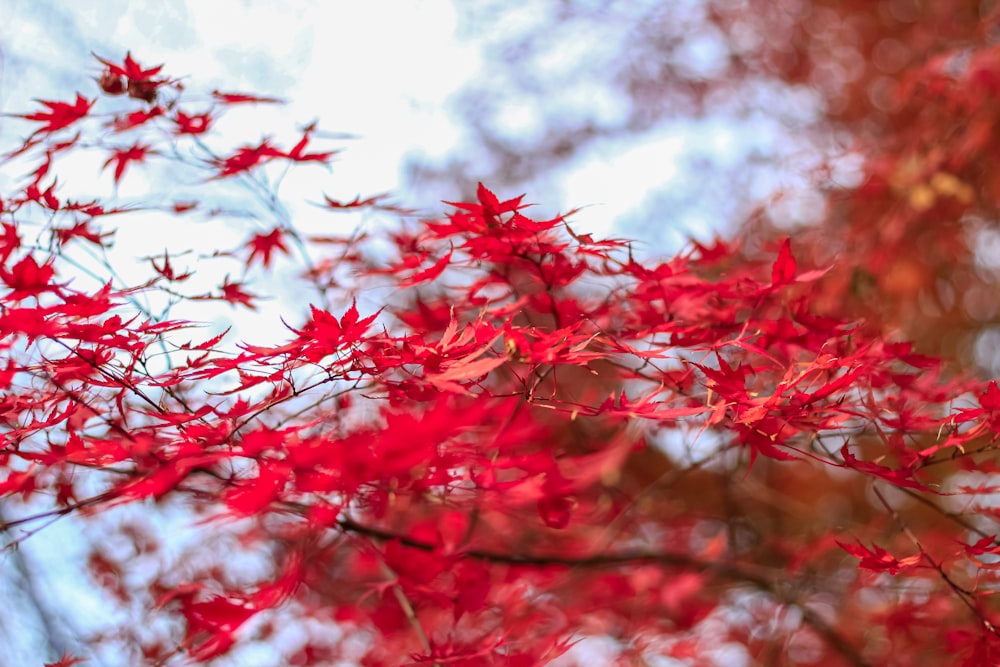 un árbol con hojas rojas en el otoño