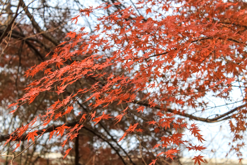 a tree with red leaves in front of a blue sky