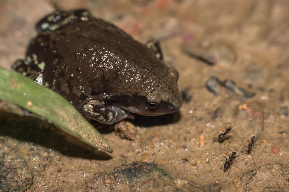 a frog sitting on the ground next to a plant