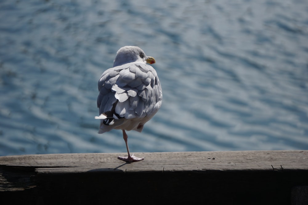 a seagull standing on a wooden ledge next to a body of water