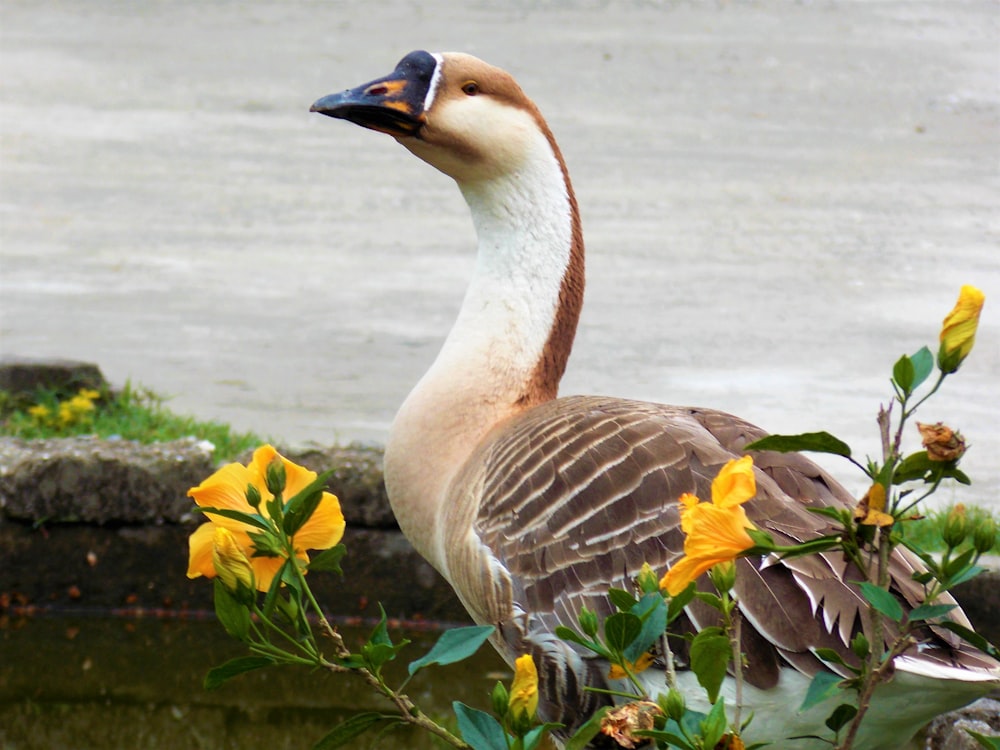 a goose standing on a rock next to a body of water