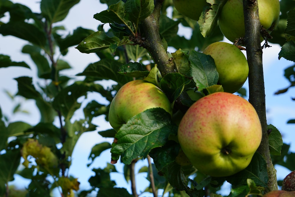 a tree filled with lots of green and red apples