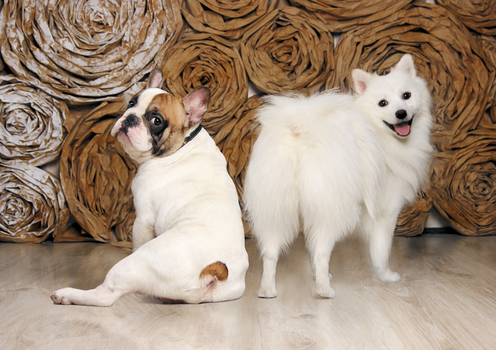 two small white dogs standing next to each other
