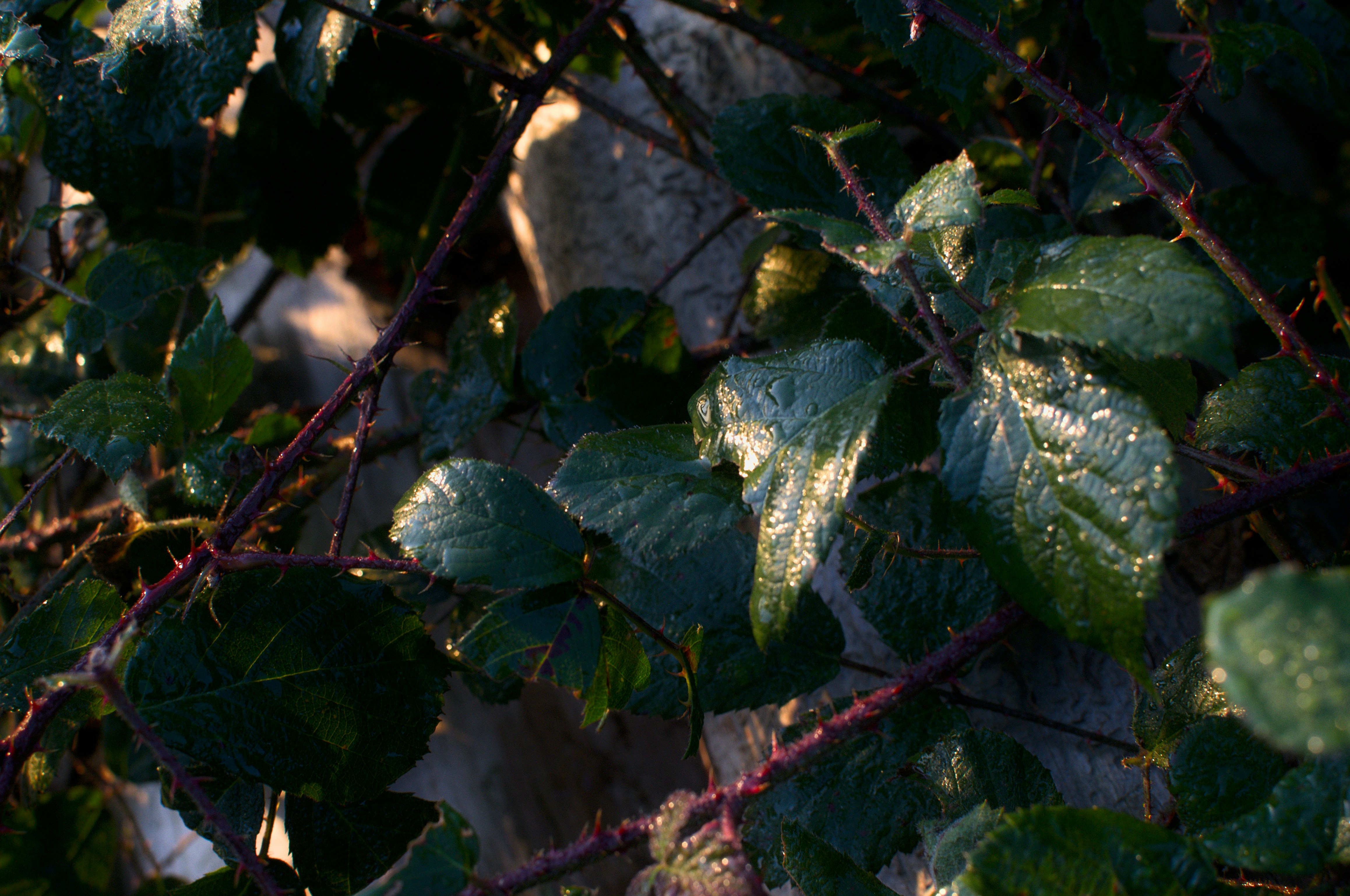 a close up of leaves on a tree