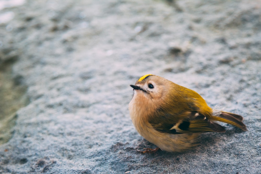 a small yellow and brown bird sitting on a rock