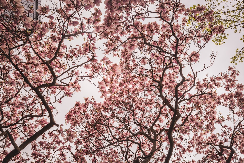 a group of trees with pink flowers on them