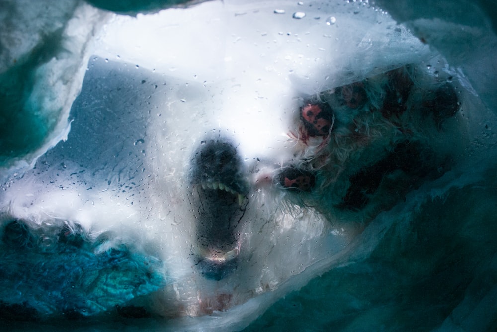 a close up of a polar bear in the water