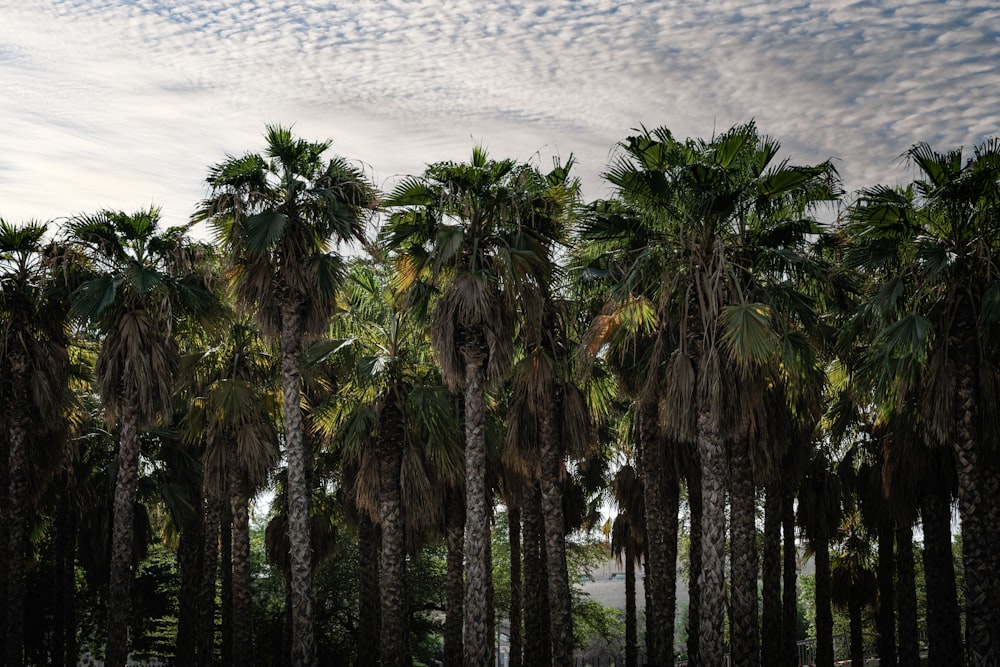 a row of palm trees with a cloudy sky in the background