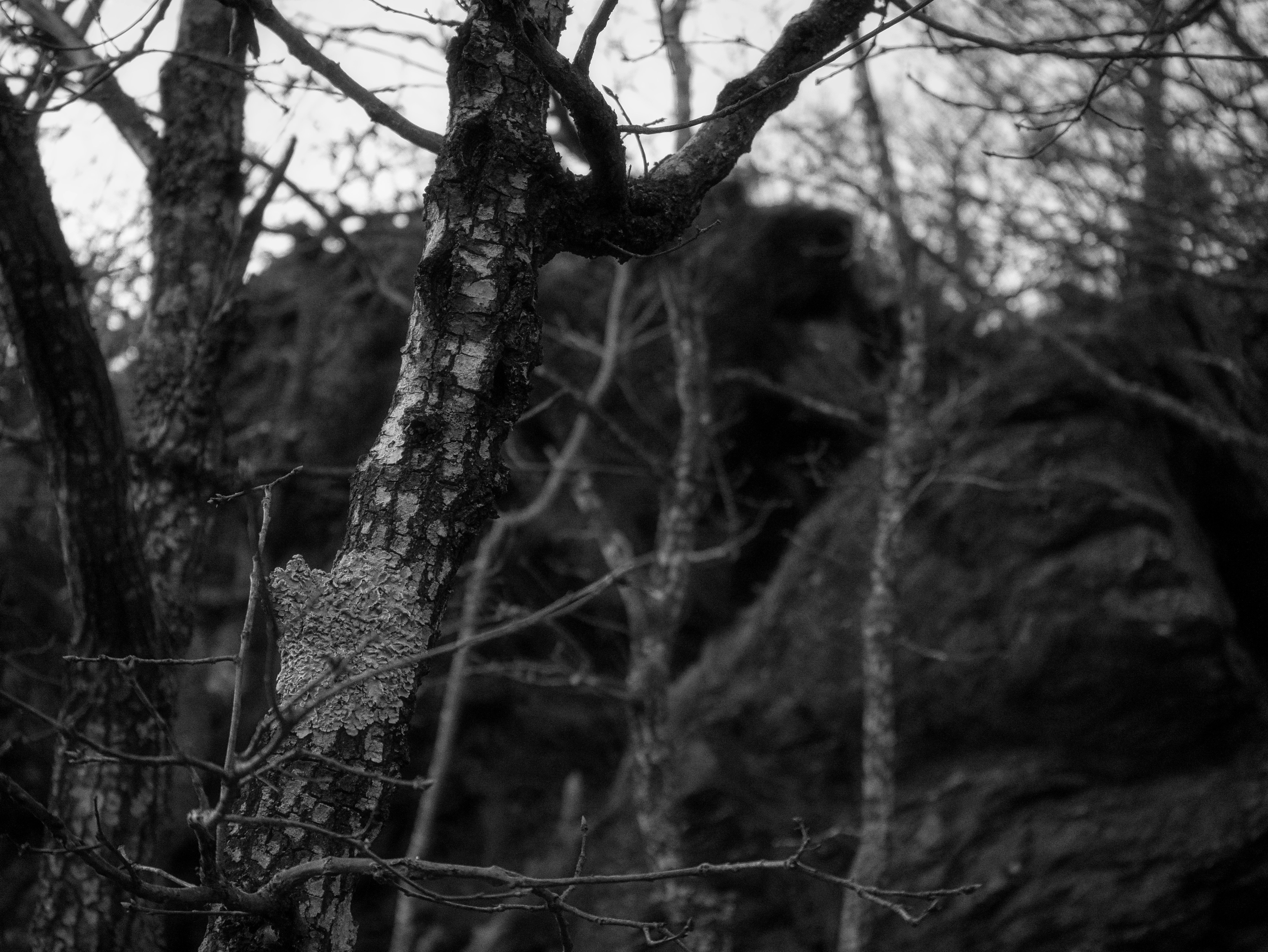 木々や岩の白黒写真