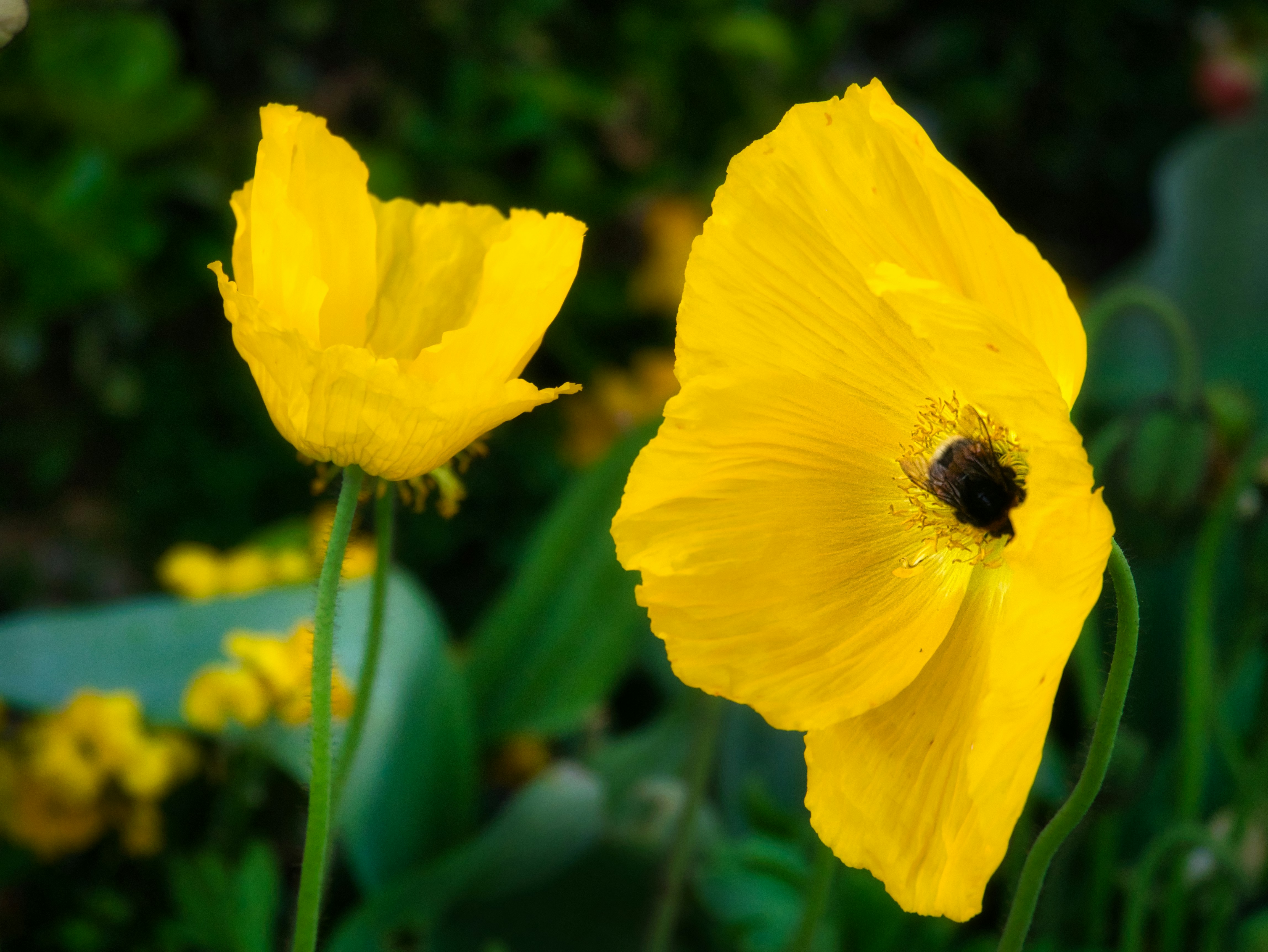 隣り合った黄色い花のカップル