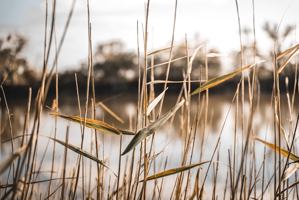 a body of water surrounded by tall grass