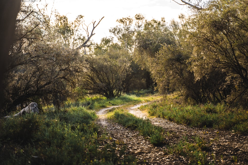 a dirt road surrounded by trees and grass