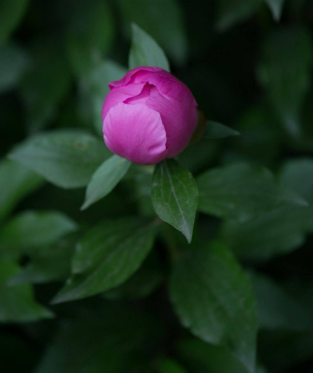 a pink flower with green leaves around it