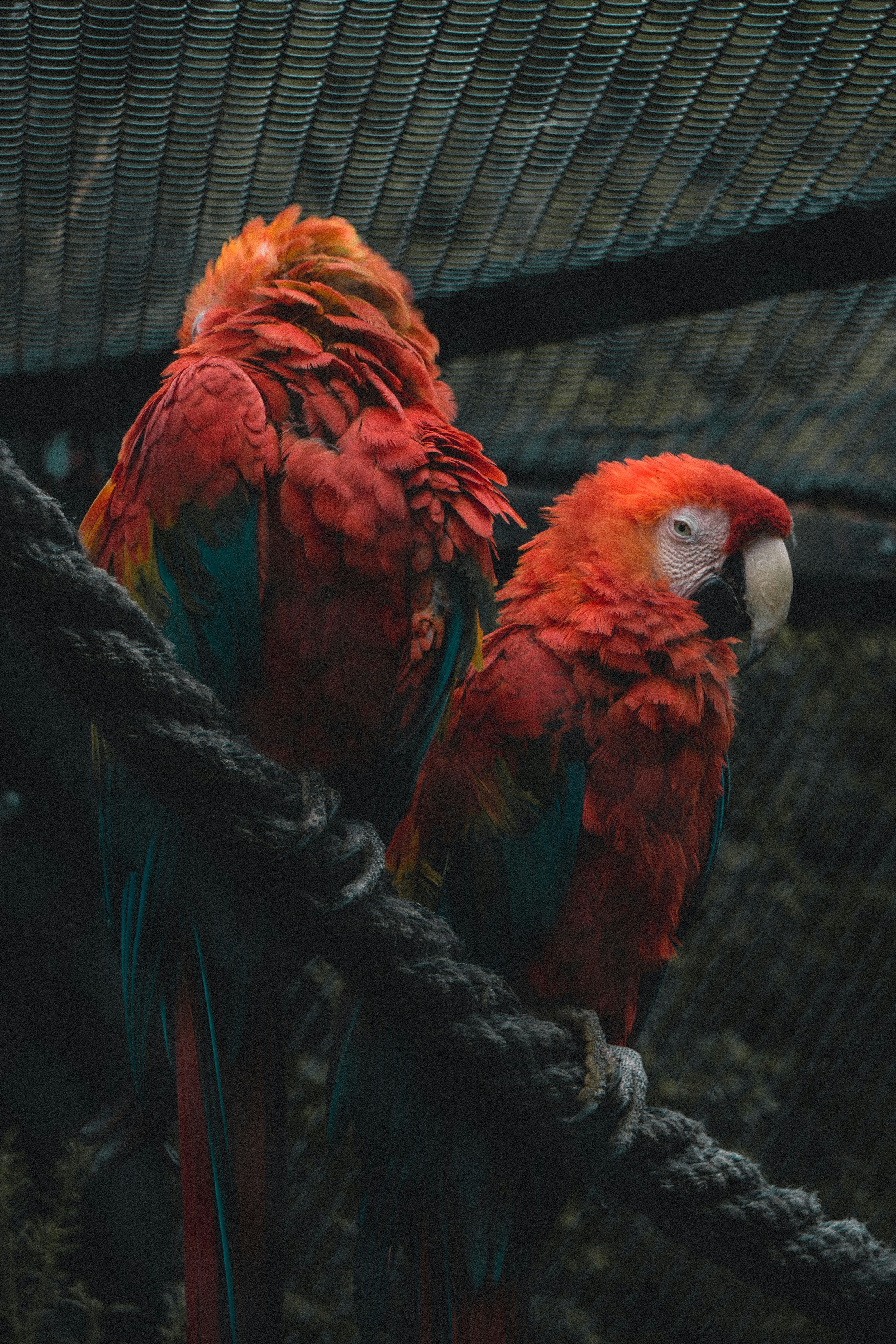 Parrots in the Jurassic Park 