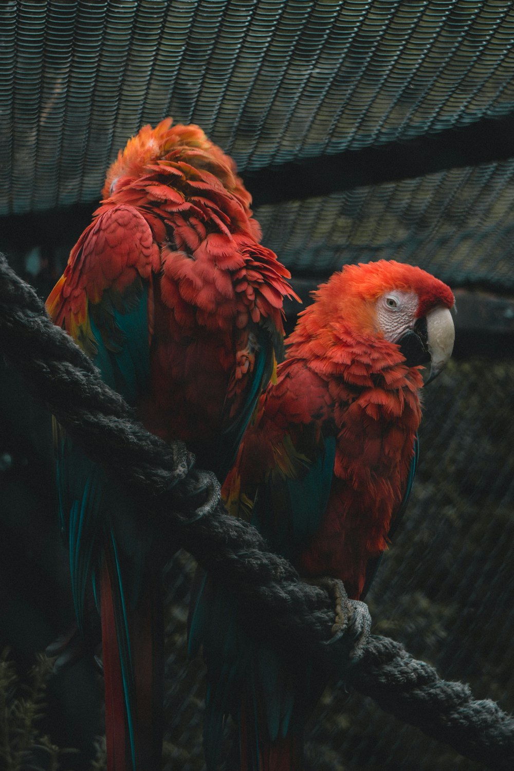 two red and yellow parrots sitting on a rope