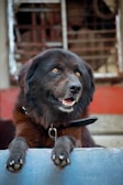 A large, fluffy dog with dark brown fur and bright amber eyes is resting its front paws on a blue surface. The dog's mouth is slightly open, showing its teeth, and it is wearing a black collar. The background features a red and gray structure with some metal bars, giving an impression of an outdoor setting.