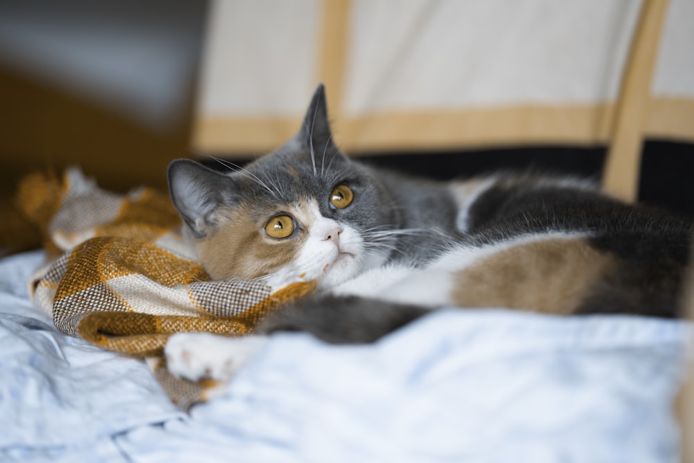 a cat laying on top of a bed next to a chair