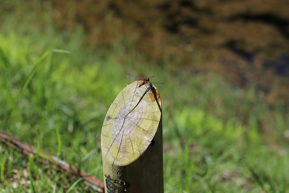 a dragonfly sitting on top of a wooden post