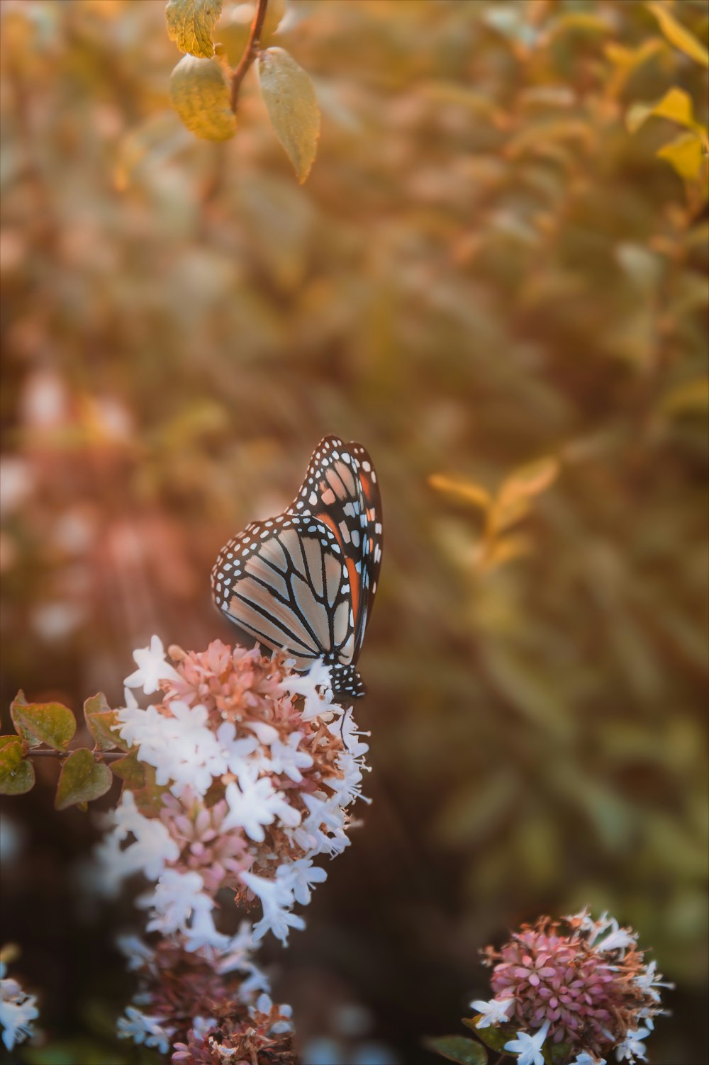 a butterfly sitting on top of a white flower