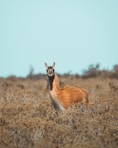 an animal that is standing in the grass