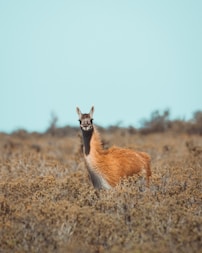 an animal that is standing in the grass