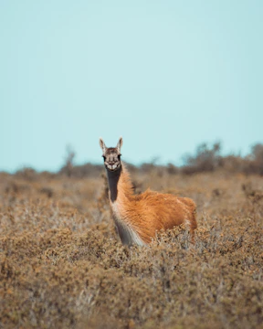 an animal that is standing in the grass