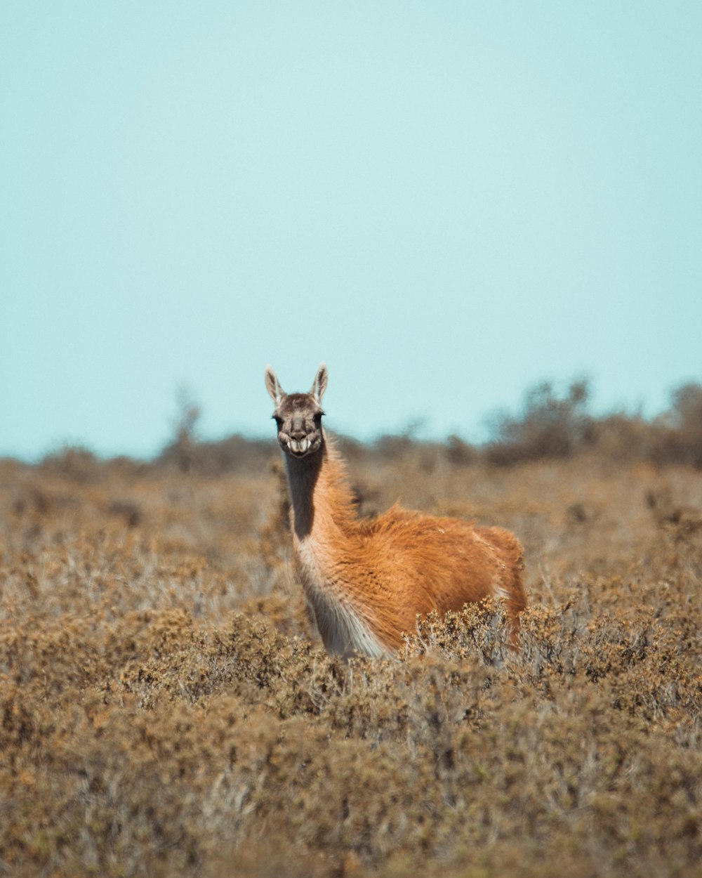 an animal that is standing in the grass